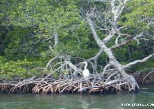 红树林